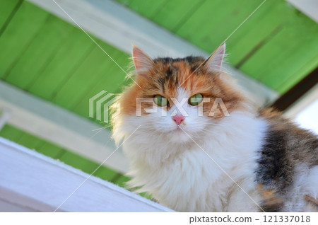 A tricolor cat with green eyes is watching the camera. The green ceiling is in the background. High quality photo A tricolor cat with green eyes is watching the camera. The green ceiling is in the background. High quality photo 121337018