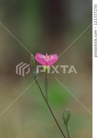 紅艾草花 121337250