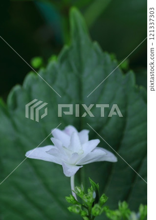 漂亮的松花 121337303