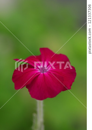 紅水仙花 121337306