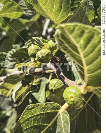 Small figs on a fig tree Small figs on a fig tree 121337393