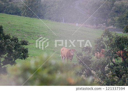 cows, grazing, work, ranch 121337394