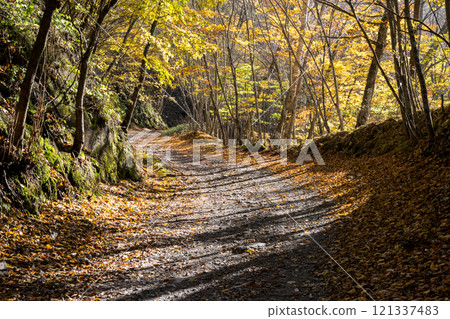 [Mikabuko Super Forest Road] Off-road in the depths of autumn 121337483