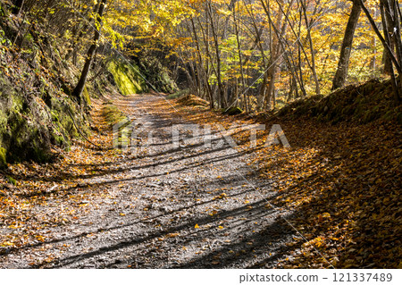 [Mikabuko Super Forest Road] Off-road in the depths of autumn 121337489