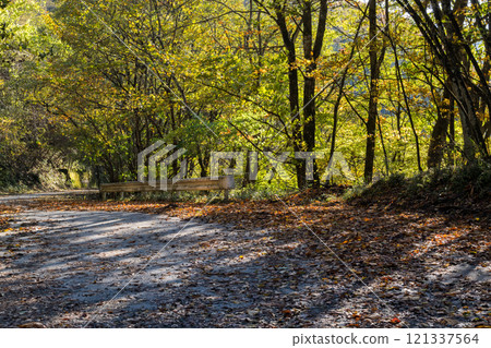 【三香穗超級森林之路】深秋越野 121337564