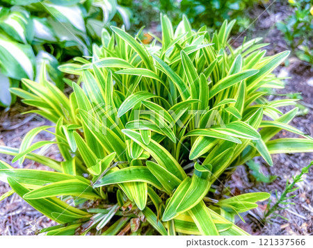 Spring Garden ~ Taganesou~ 121337566