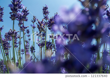 Lavender that shines in the blue sky 121337640