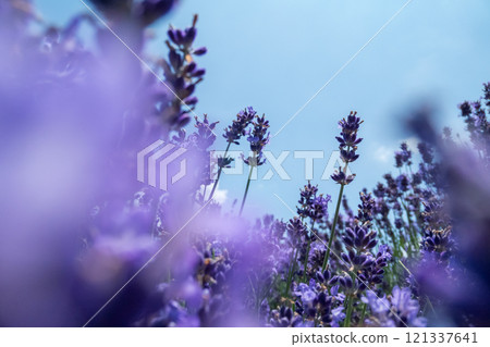 Lavender that shines in the blue sky 121337641