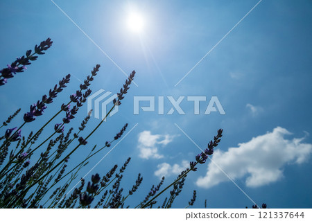 Lavender that shines in the blue sky Lavender that shines in the blue sky 121337644