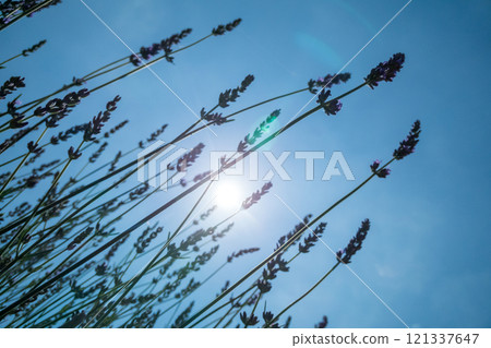 在蔚藍的天空中閃耀的薰衣草 121337647