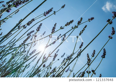 Lavender that shines in the blue sky 121337648
