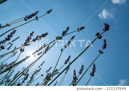 Lavender that shines in the blue sky Lavender that shines in the blue sky 121337649