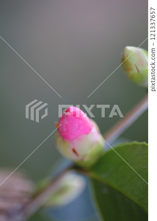 Wabisuke camellia flower buds 121337657