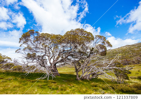 Porcupine Rocks Walk in Australia 121337809