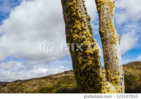 Porcupine Rocks Walk in Australia 121337810