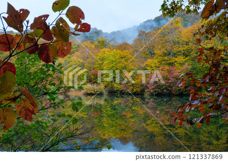 Reflective autumn leaves 121337869