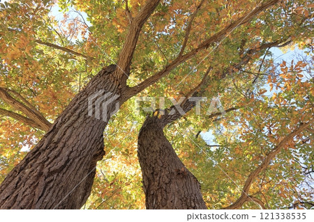 Nature Plants Quercus serrata, Autumn. Yellow, orange and green leaves are mixed together.① Nature Plants Quercus serrata, Autumn. Yellow, orange and green leaves are mixed together.① 121338535