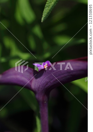 漂亮的紫色御殿花 漂亮的紫色御殿花 121338695