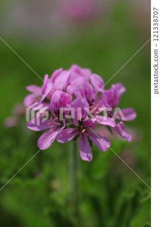 春天田野裡盛開的天竺葵 121338707