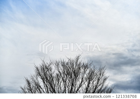 A tree with no leaves is in the middle of a cloudy sky 121338708