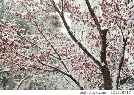 A tree with snow on it and pink leaves A tree with snow on it and pink leaves 121338717