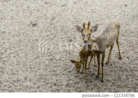 Two deer standing in the sand Two deer standing in the sand 121338786