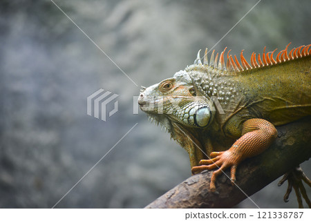 A lizard is sitting on a branch A lizard is sitting on a branch 121338787