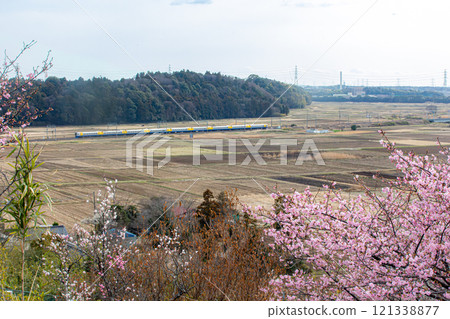 河津櫻花盛開的風景 河津櫻花盛開的風景 121338877