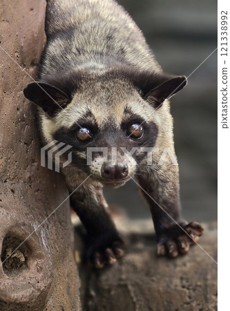 Asian palm civet or locals calls it Musang Pandan or Luwak coffee producer, latin name paradoxurus hermaphroditus, resting on a tree Asian palm civet or locals calls it Musang Pandan or Luwak coffee producer, latin name paradoxurus hermaphroditus, resting on a tree 121338992