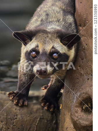 Asian palm civet or locals calls it Musang Pandan or Luwak coffee producer, latin name paradoxurus hermaphroditus, resting on a tree Asian palm civet or locals calls it Musang Pandan or Luwak coffee producer, latin name paradoxurus hermaphroditus, resting on a tree 121338993