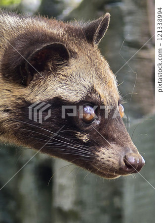 Asian palm civet or locals calls it Musang Pandan or Luwak coffee producer, latin name paradoxurus hermaphroditus, resting on a tree Asian palm civet or locals calls it Musang Pandan or Luwak coffee producer, latin name paradoxurus hermaphroditus, resting on a tree 121338994