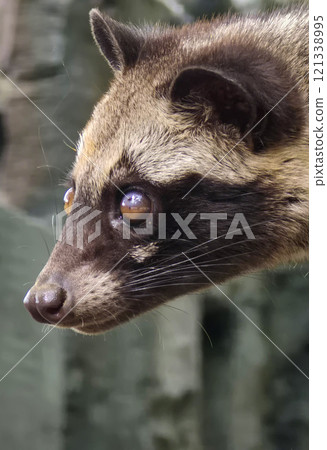 Asian palm civet or locals calls it Musang Pandan or Luwak coffee producer, latin name paradoxurus hermaphroditus, resting on a tree 121338995