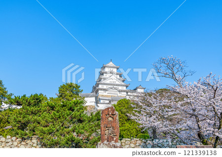 Himeji City, Hyogo Prefecture Cherry blossoms in full bloom and the national treasure Himeji Castle tower 121339138