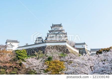 兵庫縣姬路市盛開的櫻花與國寶姬路城塔 121339140