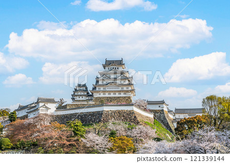 兵庫縣姬路市盛開的櫻花與國寶姬路城塔 121339144