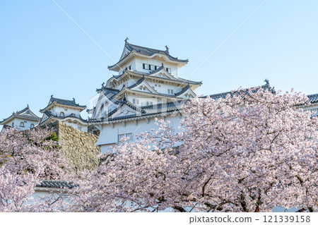 Himeji City, Hyogo Prefecture Cherry blossoms in full bloom and the national treasure Himeji Castle (close-up) Himeji City, Hyogo Prefecture Cherry blossoms in full bloom and the national treasure Himeji Castle (close-up) 121339158