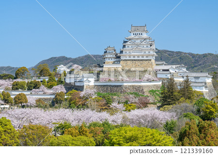 Himeji City, Hyogo Prefecture Cherry blossoms in full bloom and the national treasure Himeji Castle (distant view) Himeji City, Hyogo Prefecture Cherry blossoms in full bloom and the national treasure Himeji Castle (distant view) 121339160