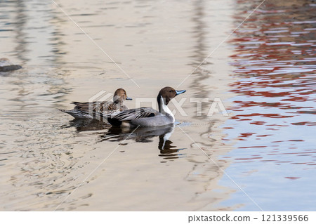 Pintail Duck No. 121339566