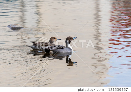 Pintail Duck No. Pintail Duck No. 121339567