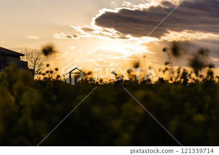 Evening view of rape field Evening view of rape field 121339714
