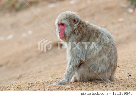 Japanese macaque Arashiyama Monkey Park Iwatayama Japanese macaque Arashiyama Monkey Park Iwatayama 121339843
