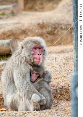 Parent and child of Japanese macaque Arashiyama Monkey Park Iwatayama Parent and child of Japanese macaque Arashiyama Monkey Park Iwatayama 121339844