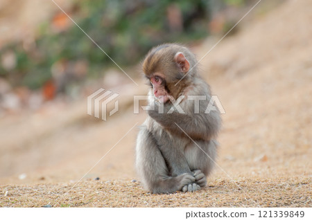 Children of Japanese monkeys Arashiyama Monkey Park Iwatayama 121339849