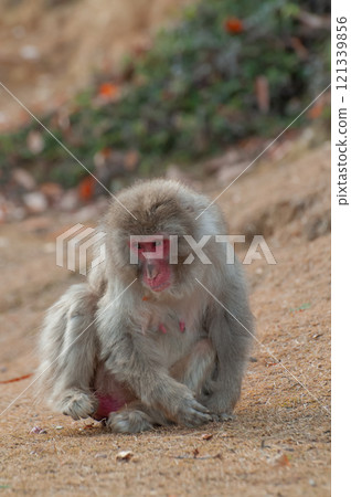 Japanese macaque Arashiyama Monkey Park Iwatayama 121339856