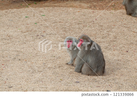 Japanese macaque Arashiyama Monkey Park Iwatayama 121339866