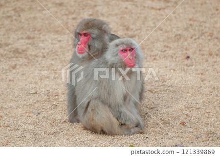 日本獼猴嵐山猴子公園岩田山 日本獼猴嵐山猴子公園岩田山 121339869