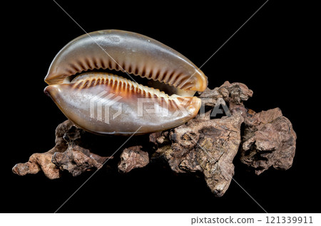 Cypraea caputserpentis shell on driftwood black background 121339911