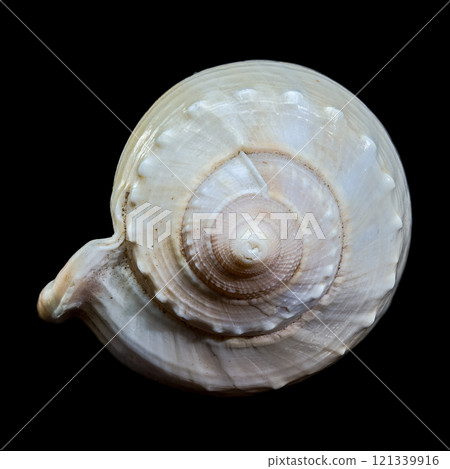 Smooth Helmet Shell Phalium glaucum on Black Background Smooth Helmet Shell Phalium glaucum on Black Background 121339916