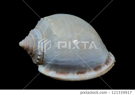 Smooth Helmet Shell Phalium glaucum on Black Background 121339917