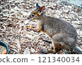 An adorable wallaby enjoying a meal 121340034